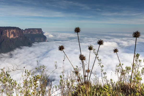 Η θέα από το οροπέδιο της Roraima στο Grand Sabana - Βενεζουέλα, η Λατινική Αμερική — Φωτογραφία Αρχείου