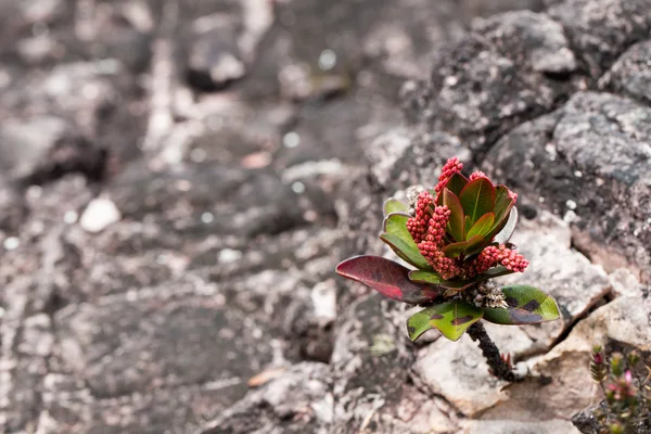 非常罕见的特有种植物对罗赖马高原-委内瑞拉 — 图库照片