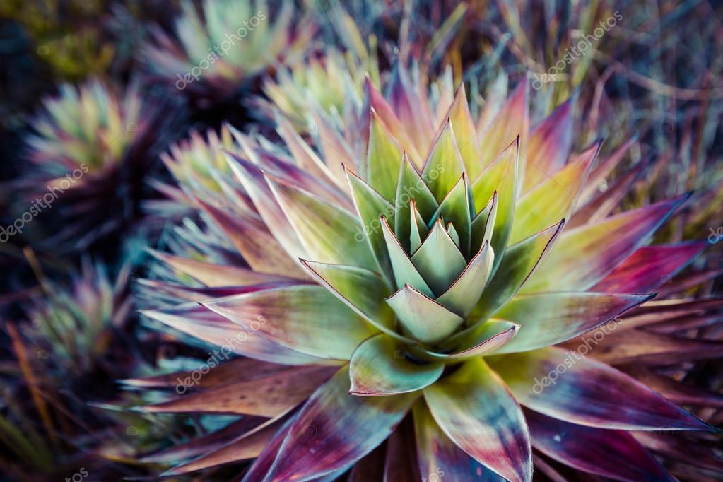 Endemic plant from Mount Roraima in Venezuela Stock Photo by ©Curioso