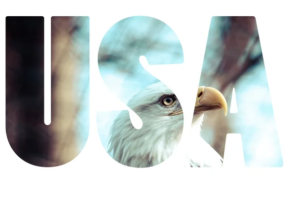 Word USA with bald eagle. — Stock Photo, Image