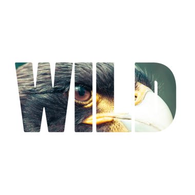 Word vahşi kartal Merkez over.