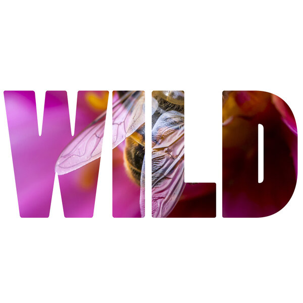 Word WILD Bee gathering nectar and spreading pollen. 