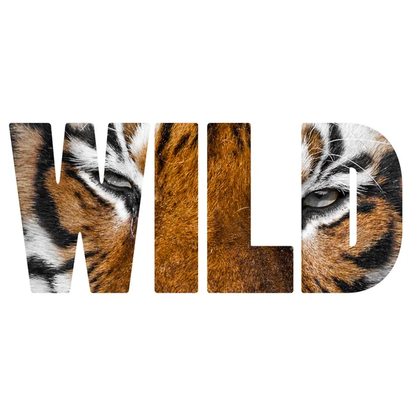 Word WILD Крупный план лица тигров . — стоковое фото