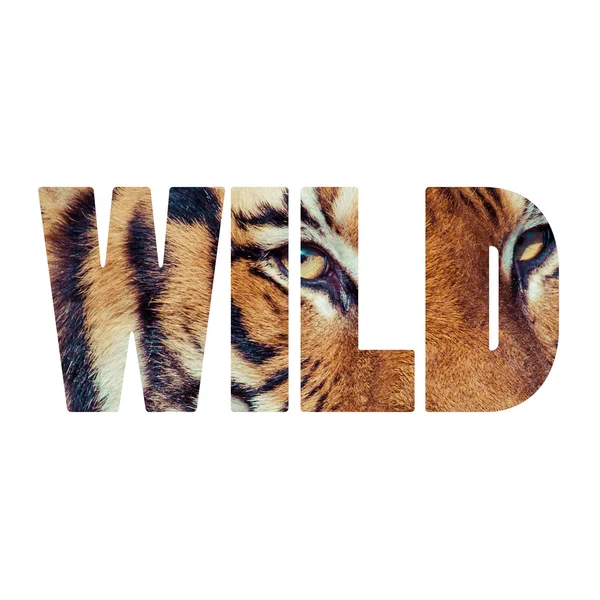 Word WILD Close-up of a Tigers face. — Stock Photo, Image