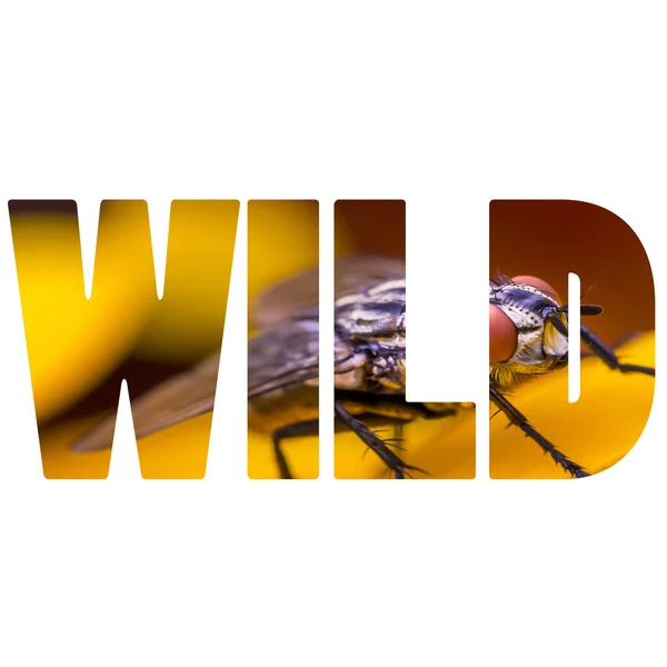 Wort wilde Insektenfliege Makro auf gelbem Blatt — Stockfoto