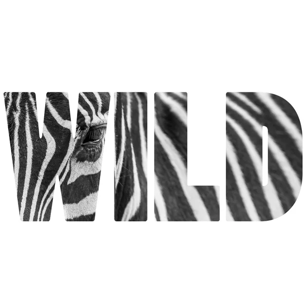 Word WILD zebre retrato —  Fotos de Stock