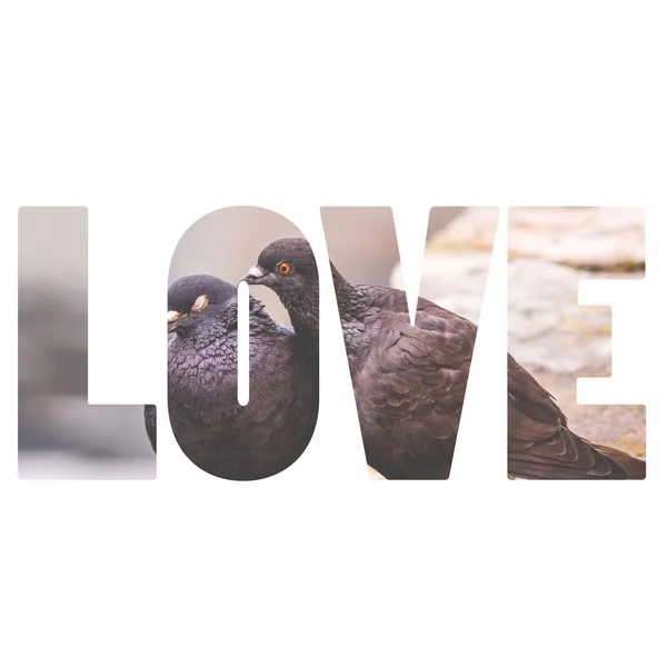 Λέξη αγάπη δύο περιστέρια σε μια ξύλινη θέση δείχνουν την αγάπη προς το άλλο — Φωτογραφία Αρχείου