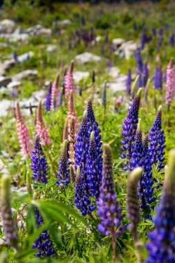 Çiçek açan, llupins Lake Tekapo, Yeni Zelanda ile görkemli dağ