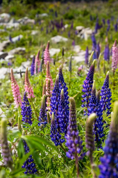 Majestätiska berg med llupins blommande, Lake Tekapo, Nya Zeeland — Stockfoto