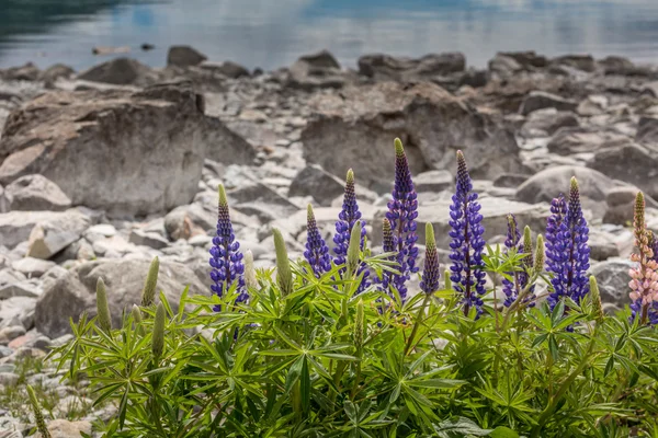 Majestátní hora s llupins kvetoucí, Lake Tekapo, Nový Zéland — Stock fotografie