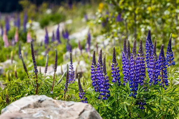 Majestuosa montaña con llupins floreciendo, Lago Tekapo, Nueva Zelanda —  Fotos de Stock