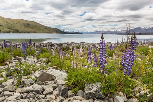 Çiçek açan, llupins Lake Tekapo, Yeni Zelanda ile görkemli dağ — Stok fotoğraf