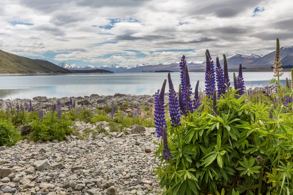 Çiçek açan, llupins Lake Tekapo, Yeni Zelanda ile görkemli dağ — Stok fotoğraf