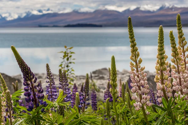 Çiçek açan, llupins Lake Tekapo, Yeni Zelanda ile görkemli dağ — Stok fotoğraf