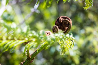 Unravelling fern yaprak portre, bir Yeni Zelanda sembolleri