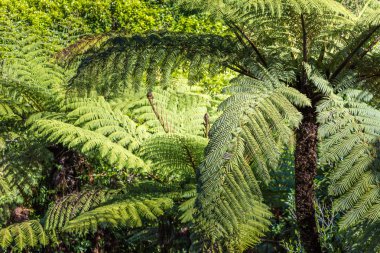 Yeni Zelanda yerli bush. Fern ağaç 