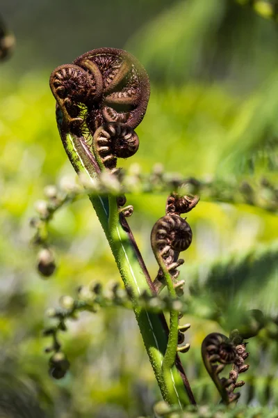 Unravelling fern frond primer plano, uno de los símbolos de Nueva Zelanda —  Fotos de Stock