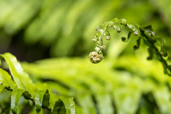 Unravelling fern frond primer plano, uno de los símbolos de Nueva Zelanda —  Fotos de Stock
