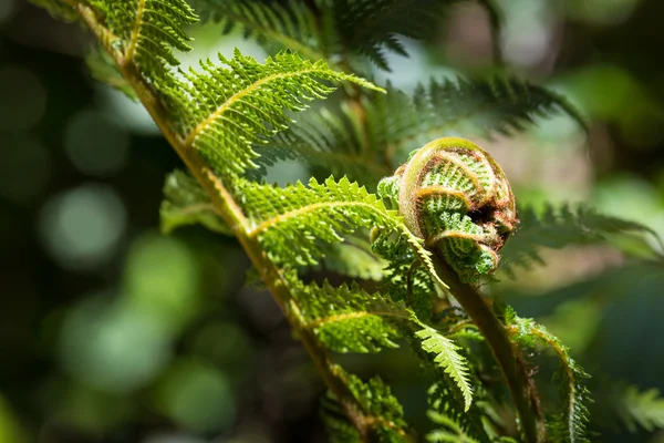Unravelling fern frond closeup, one of New Zealand symbols — Stock Photo, Image