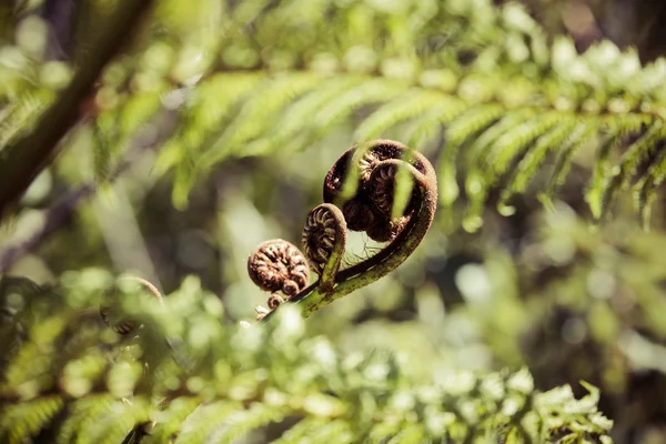 Unravelling fern frond primer plano, uno de los símbolos de Nueva Zelanda — Foto de Stock