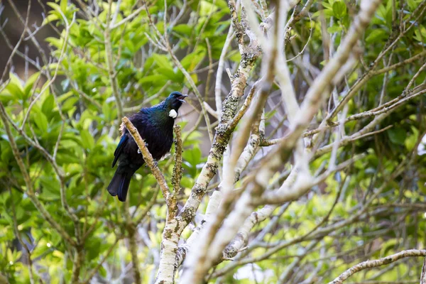 Tui Bird, un nativo de Nueva Zelanda, el macho Tui con su pluma blanca es considerado un icono nacional — Foto de Stock