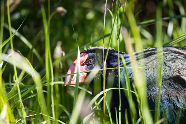 Takahe, (porphyrio hochstetteri) un ave nativa rara de Nueva Zelanda que una vez se pensó que estaba extinta, arañando alrededor para comer —  Fotos de Stock