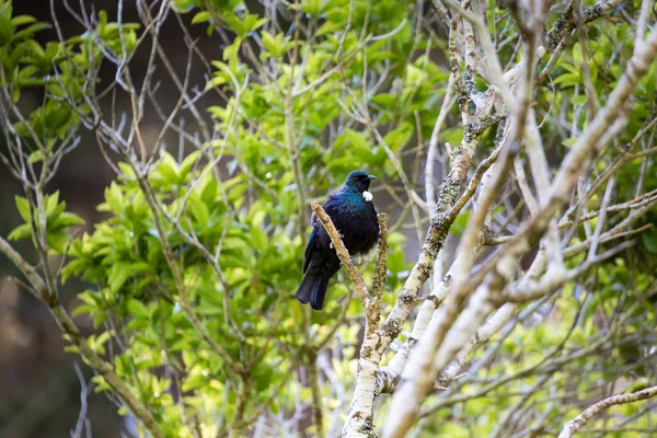 Tui Bird, natural da Nova Zelândia, o Tui masculino com sua pluma branca é considerado um ícone nacional — Fotografia de Stock