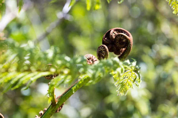 Unravelling fern frond primer plano, uno de los símbolos de Nueva Zelanda —  Fotos de Stock