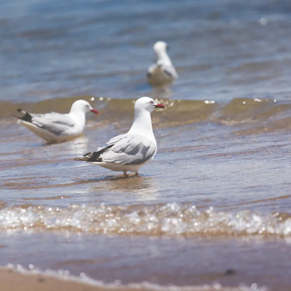 Sea Gull in New Zealand coast. — Stock Photo, Image