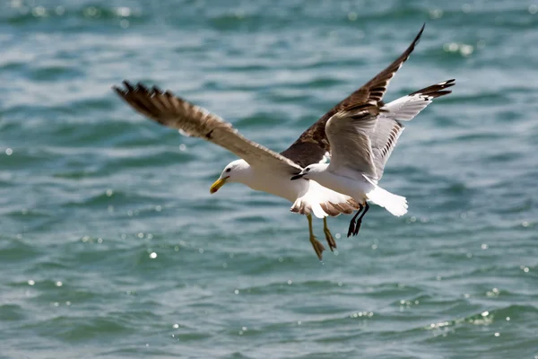 Gabbiano marino sulla costa neozelandese. — Foto Stock