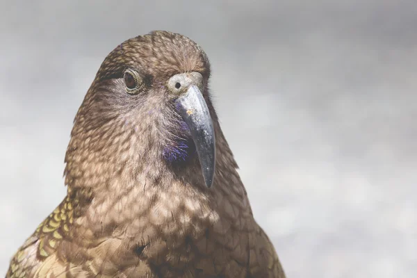 Kea, sadece Yeni Zelanda'da bulunan dünyalar sadece Alp papağan — Stok fotoğraf