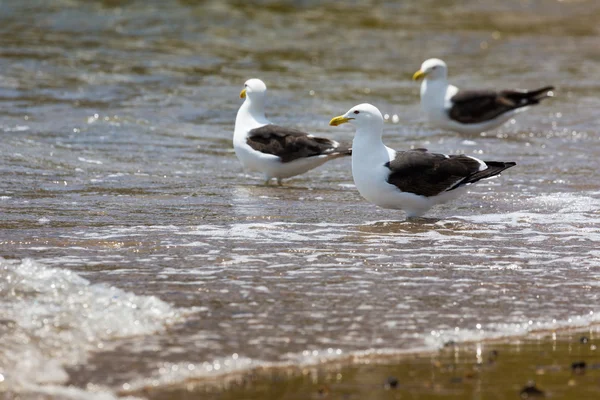 Sea Gull in New Zealand coast. — Stock Photo, Image