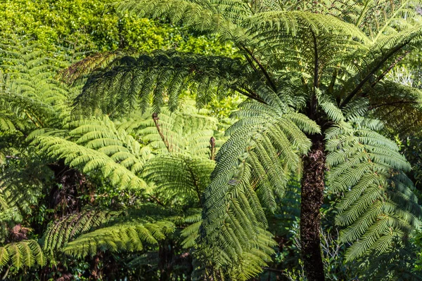 Yeni Zelanda yerli bush. Fern ağaç — Stok fotoğraf