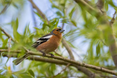 A male Chaffinch on a forest perch in New Zealand.   clipart