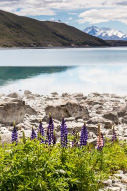 Çiçek açan, llupins Lake Tekapo, Yeni Zelanda ile görkemli dağ 