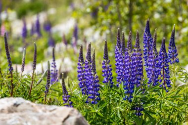 Çiçek açan, llupins Lake Tekapo, Yeni Zelanda ile görkemli dağ 
