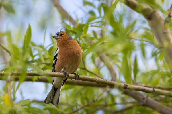 A male Chaffinch on a forest perch in New Zealand. — Stock Photo, Image