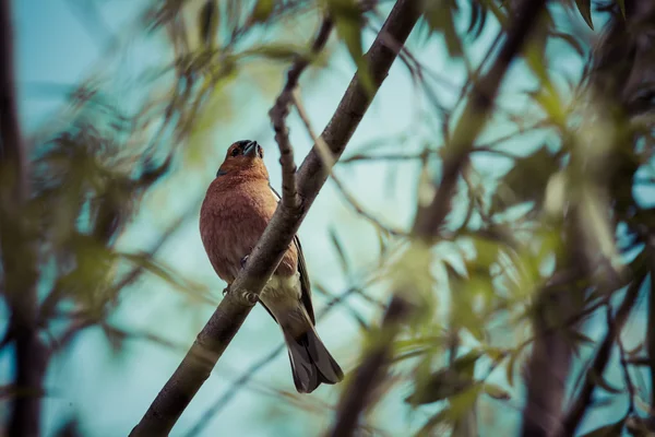 Un pinzón macho en una percha forestal en Nueva Zelanda . — Foto de Stock