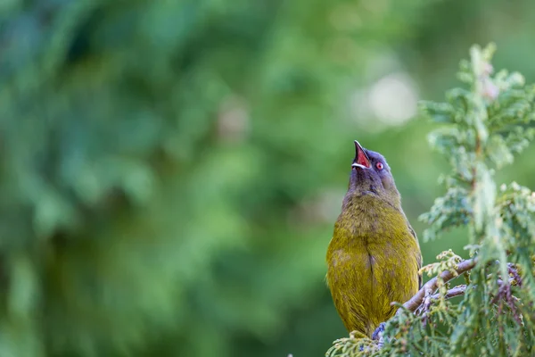 Popular pássaro da Nova Zelândia na floresta da natureza . — Fotografia de Stock