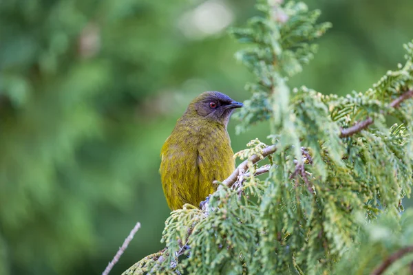 Популярні птах Нової Зеландії в лісі природи. — стокове фото