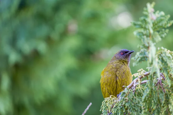 Népszerű Új-Zéland madár természetvédelmi erdő. — Stock Fotó