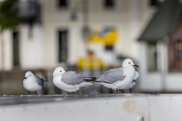 Möwen ower Natur Hintergrund. — Stockfoto