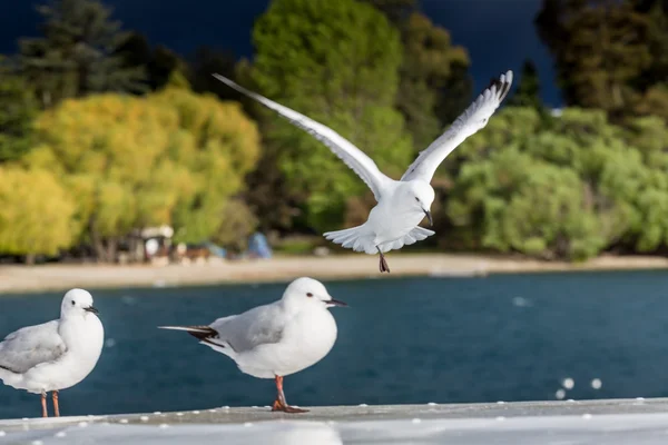 Seagulls ower nature background. — Stock Photo, Image
