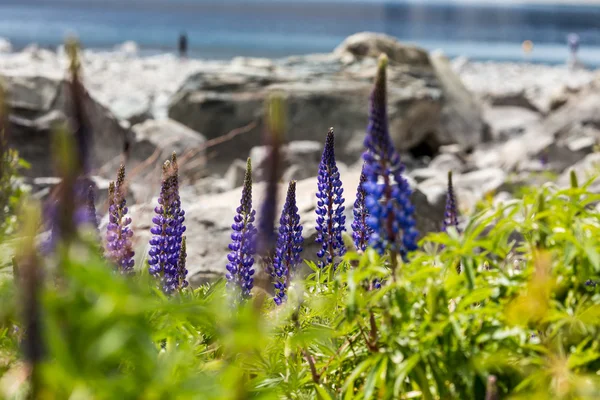 Majestosa montanha com llupins florescendo, Lago Tekapo, Nova Zelândia — Fotografia de Stock