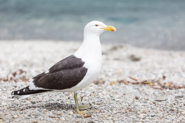 Gaviota marina en la costa de Nueva Zelanda . —  Fotos de Stock