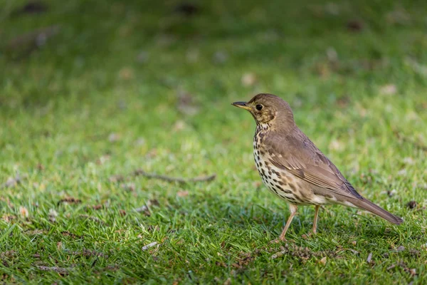 Turdus philomelos — 스톡 사진