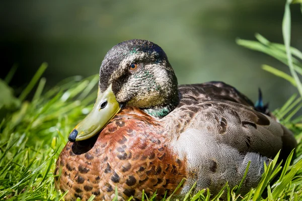 Male mallard duck (Anas platyrhynchos) — Stock Photo, Image