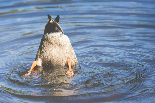 Buceo de pato en el lago — Foto de Stock