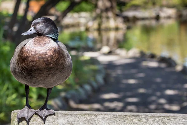 Paradis canard dans la nature, Nouvelle-Zélande . — Photo