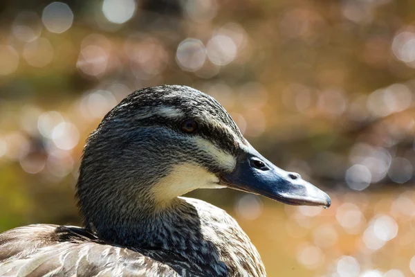 Stockente in Großaufnahme — Stockfoto